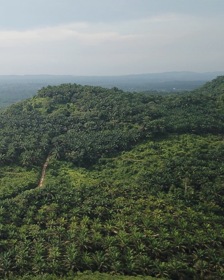 Aerial view of certified palm oil plantation — MSPO supply chain origin